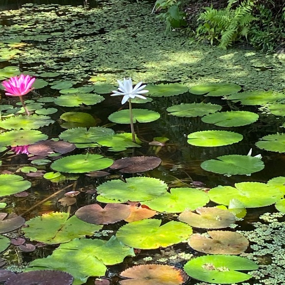 Meet your Posher, Noelle - Picture 1 of 1